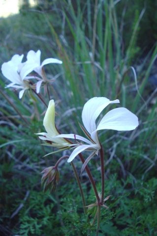 Pelargonium longicaule erect flowers, nodding buds